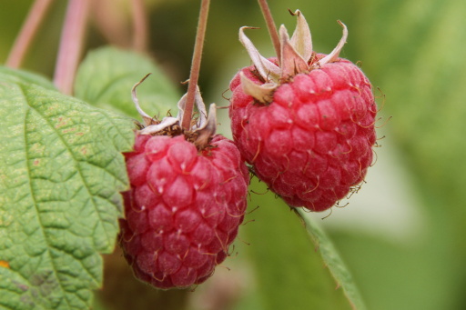 Himbeeren